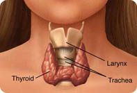 Thyroid